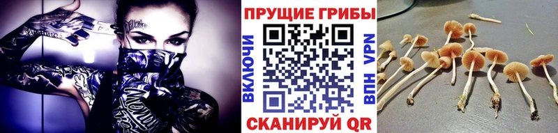 Купить где  Разумное  Псилоцибиновые грибы Cubensis 